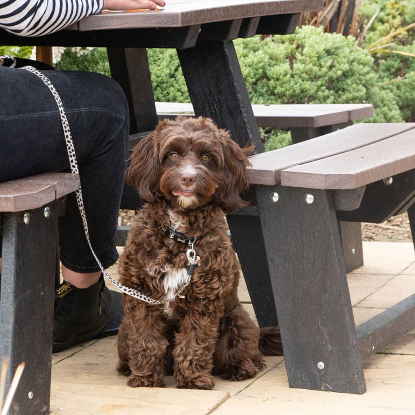 Your local dog friendly pub in Inverness